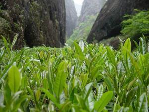 品道茶业  名山出名茶 名茶在品道 主营：铁观音、正山小钟、金骏眉、大红袍  地址：厦门市观音山半屏山路121号  购买请赖丽平 13779983386 0592-5021808 QQ：444976541