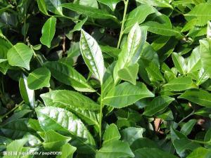 品道茶业  名山出名茶 名茶在品道 主营：铁观音、正山小钟、金骏眉、大红袍  地址：厦门市观音山半屏山路121号    购买请赖丽平 13779983386 0592-5021808 QQ：444976541