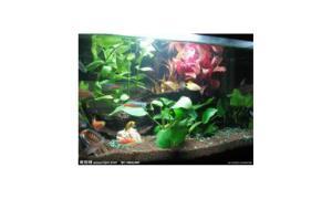 厦门碧湖水族馆（莲坂店）：珍稀观赏鱼交流平台，萨依兰，巴西亚，巨暴等，欢迎新老朋友光临交流。地址：厦门思明区湖明路164号（莲坂附近）