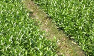 安溪闽绿茶业有限公司（厦门莲坂店）：信阳毛尖，碧螺春，普洱茶，大红袍，银俊眉，金俊眉，正山小种，安溪铁观音。联系人：沈先生  电话：0592-5154333 地址：厦门思明区湖光路227号（临近莲坂和槟榔）