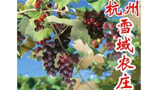 杭州雪域农庄欢迎您的光临！新疆特产朝晖店　红枣　核桃　葡萄干等上百个散装包装欢迎订购　热线：0571-86808100　81956331　