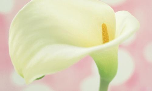 厦门思明花艺生活馆|厦门花店花艺哪家好|与花有约,各种花艺,工艺品,厦门市湖滨中路11号之一,联系方式13063058087戴先生