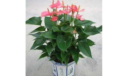 赵华花店经营花卉多年，提供河南|郑州花卉租赁|河南花卉批发|郑州花卉批发,品种多样，承接花卉租赁,选择我们，让自然之美为您及您的家人完美绽放!地址;河南郑州陈砦花卉批发市场盆花区286-287号 电话：13253667991 联系人：时先生